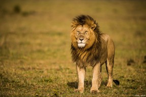爱游戏官网-法国杯今夜再迎强敌；门兴格拉德巴赫止住颓势；主帅态度——态度坚定；训练强度明显提升的简单介绍